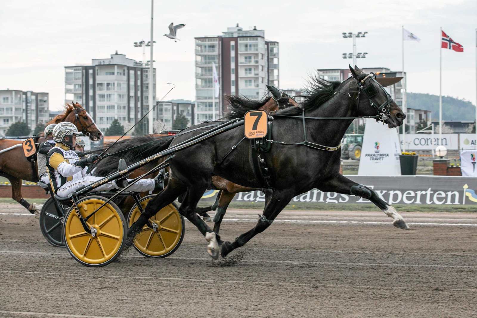 Hästar i lopp med Per Nordström